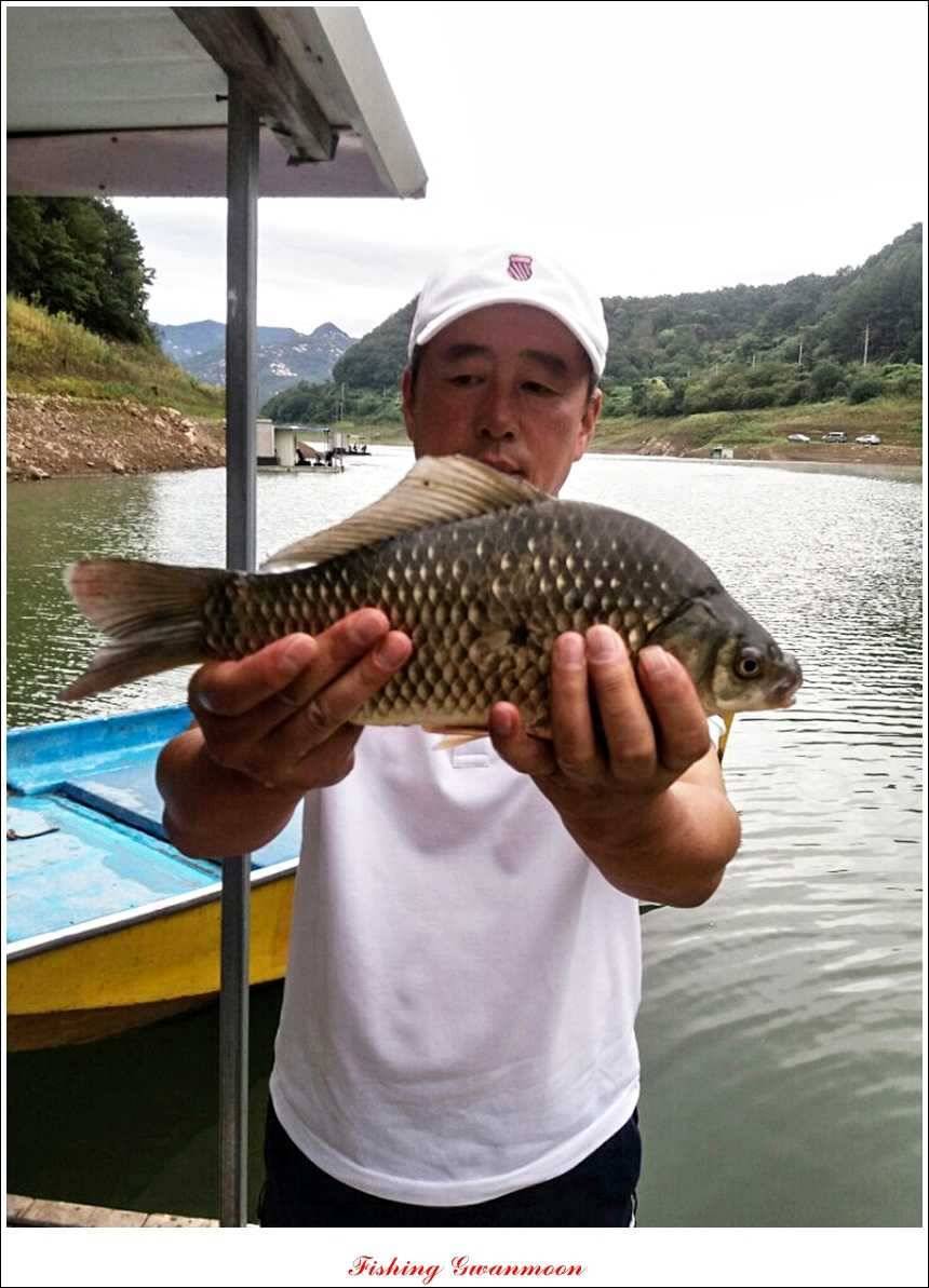 실리곡 호조황한버들화곡지 조황 (조황조행기 - 특파원조황)