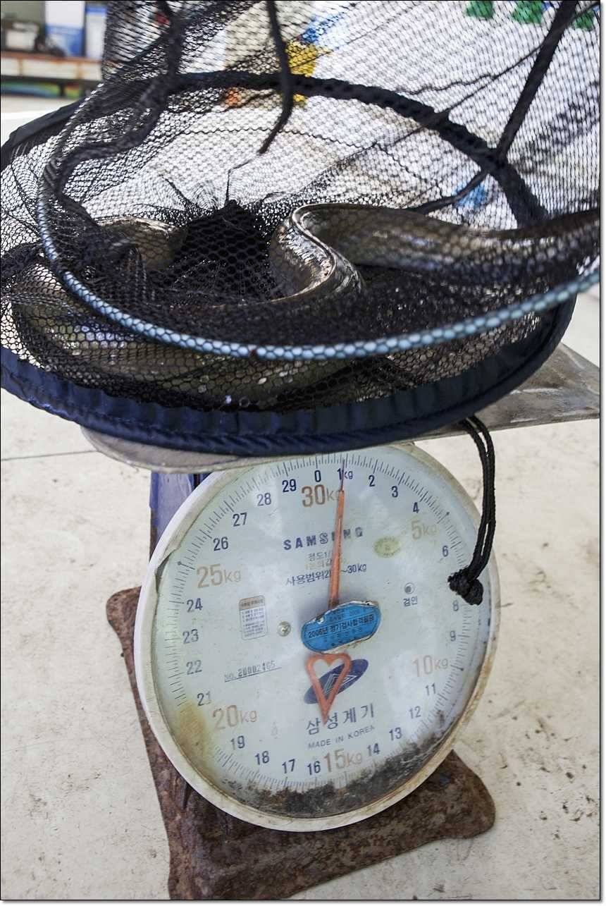 충주호 월척장어 (조황조행기 - 특파원조황)