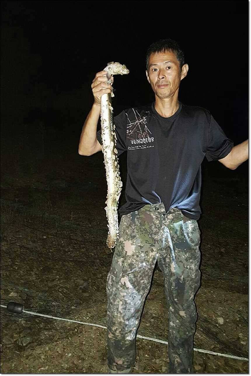 병호 39 cm늘푸른 장어 (조황조행기 - 특파원조황)