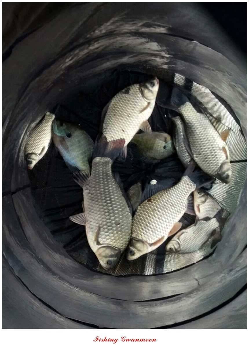한버들실리곡돌감짱가네 조황 (조황조행기 - 특파원조황)