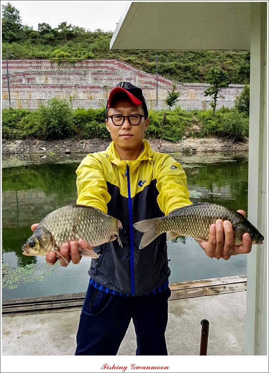 실리곡 호조황한버들화곡지 조황 (조황조행기 - 특파원조황)