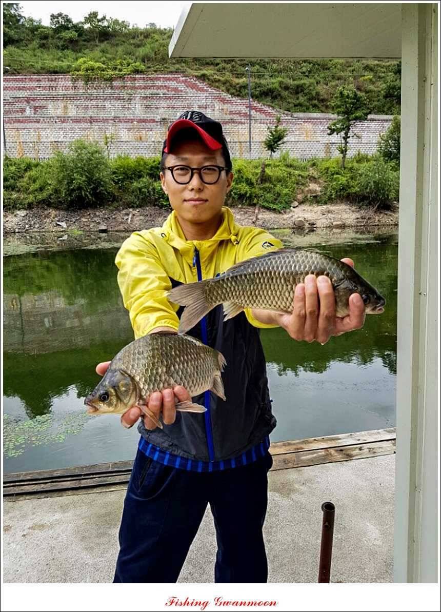실리곡 호조황한버들화곡지 조황 (조황조행기 - 특파원조황)
