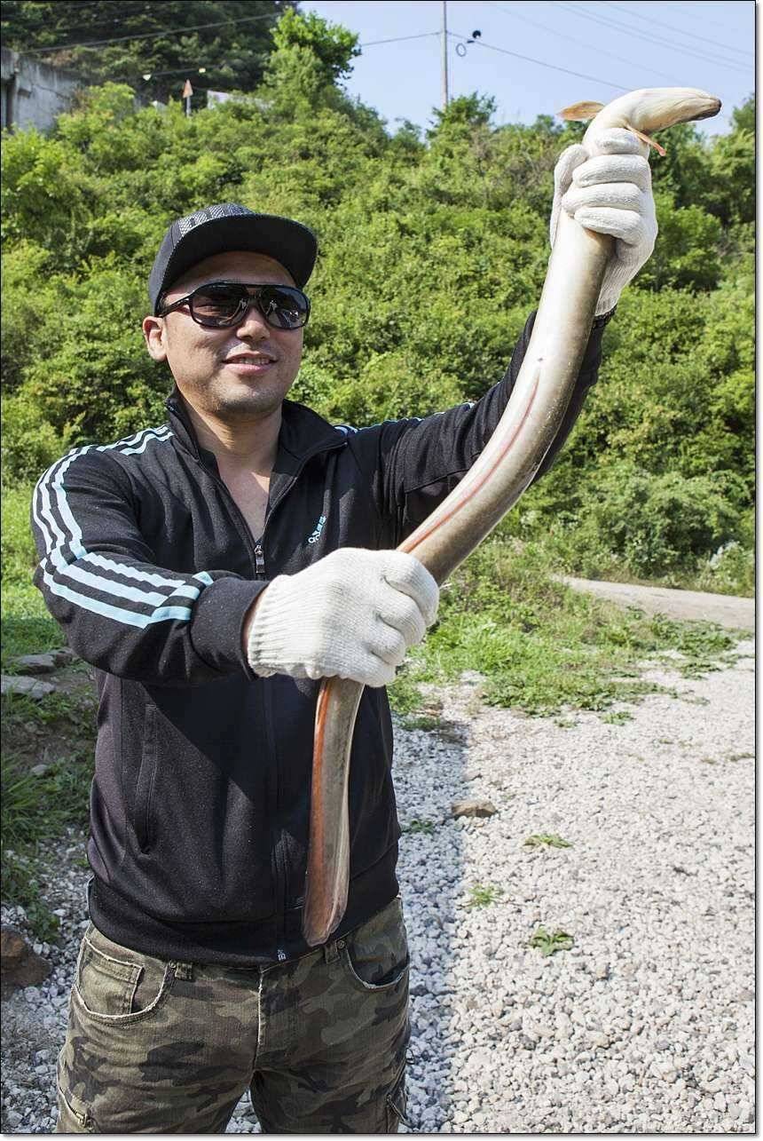 늘푸른 대물장어 대박한버들 39 센치 월척 (조황조행기 - 특파원조황)