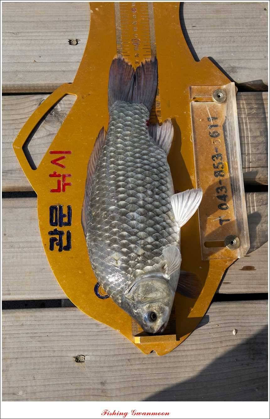 대류 한버들 435 cm39 cm38 cm돌감병호 조황 (조황조행기 - 특파원조황)