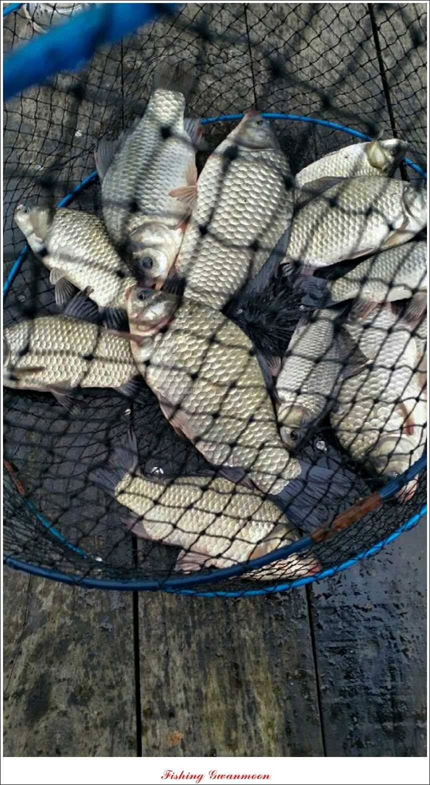 한버들실리곡돌감짱가네 조황 (조황조행기 - 특파원조황)