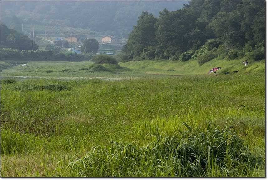 병호한버들충도지 월척 (조황조행기 - 특파원조황)