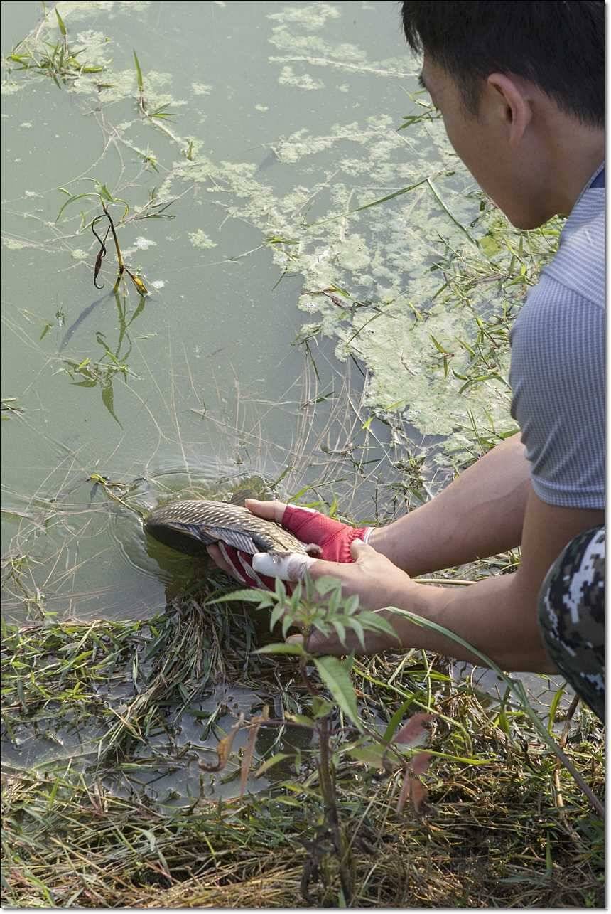 병호한버들충도지 월척 (조황조행기 - 특파원조황)