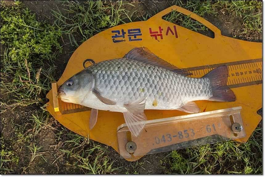 병호한버들충도지 월척 (조황조행기 - 특파원조황)