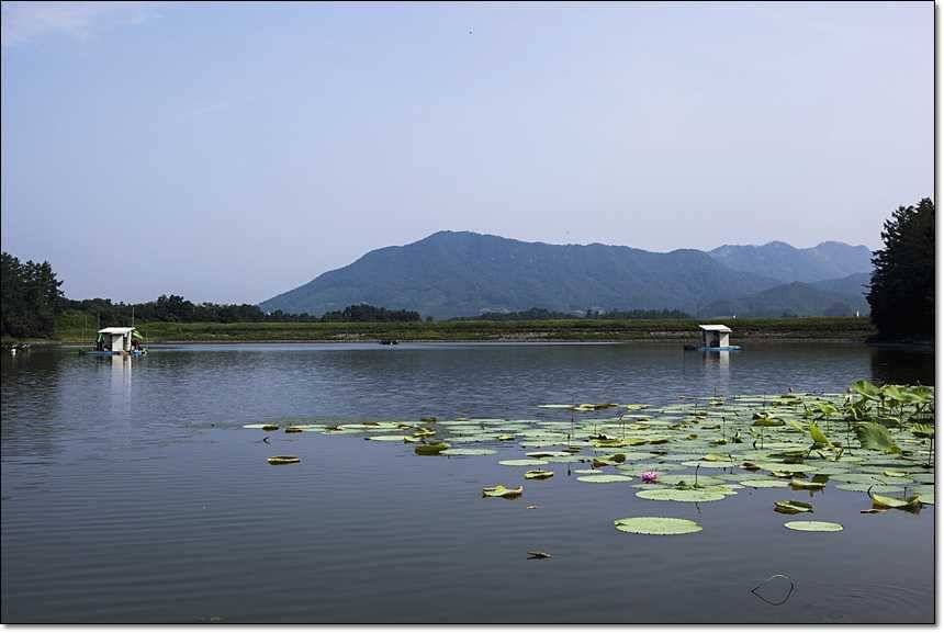 병호한버들충도지 월척 (조황조행기 - 특파원조황)
