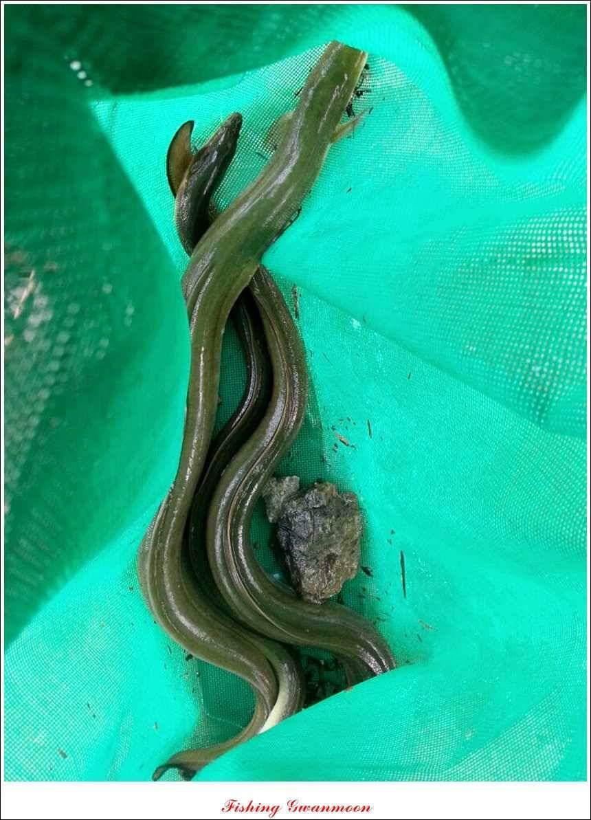 문골 장어돌감실리곡한버들 조황 (조황조행기 - 특파원조황)