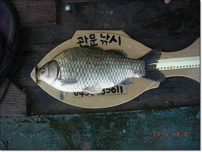 솔 병호 돌감 주말조황 (조황조행기 - 특파원조황)