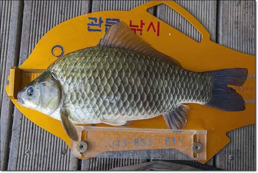 신매 사짜돌감 사짜 (조황조행기 - 특파원조황)