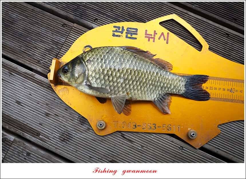 신매늘푸른실리곡 조황 (조황조행기 - 특파원조황)