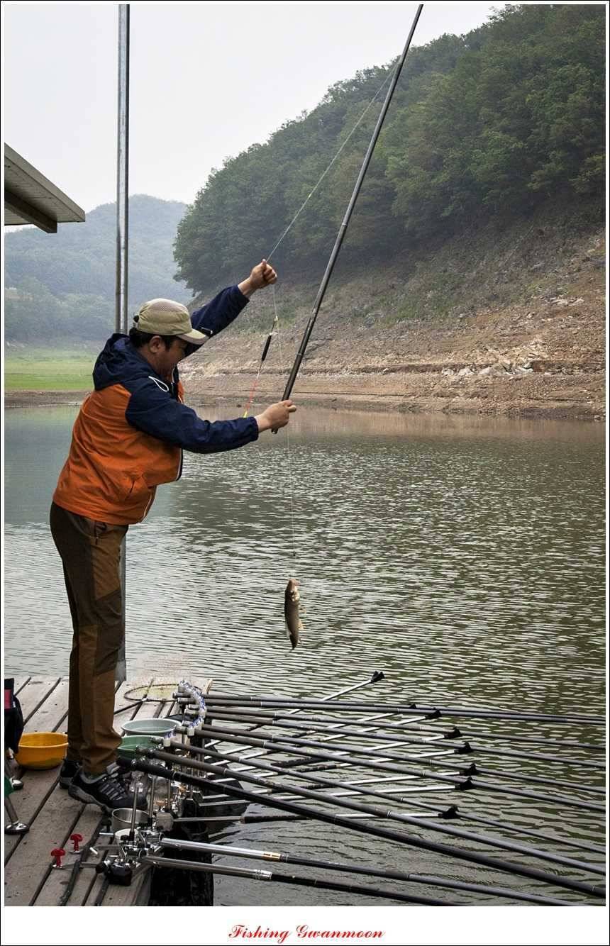 대류 한버들 45 cm 41 cm 39 cm 대물 조황 (조황조행기 - 특파원조황)