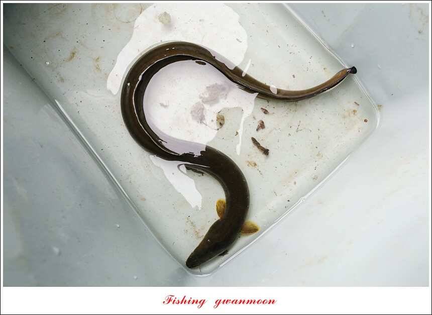신매늘푸른실리곡 조황 (조황조행기 - 특파원조황)