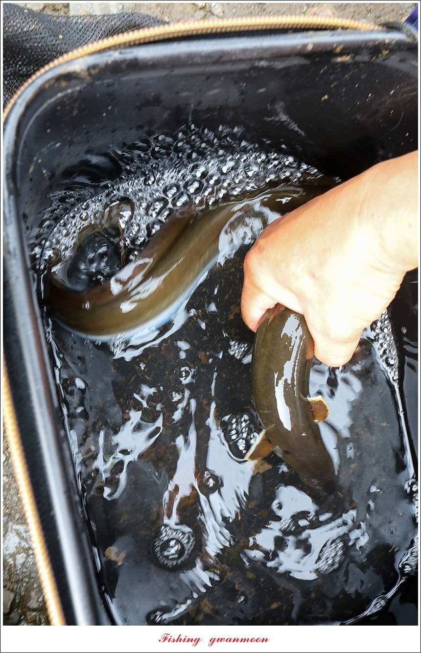 신매늘푸른실리곡 조황 (조황조행기 - 특파원조황)