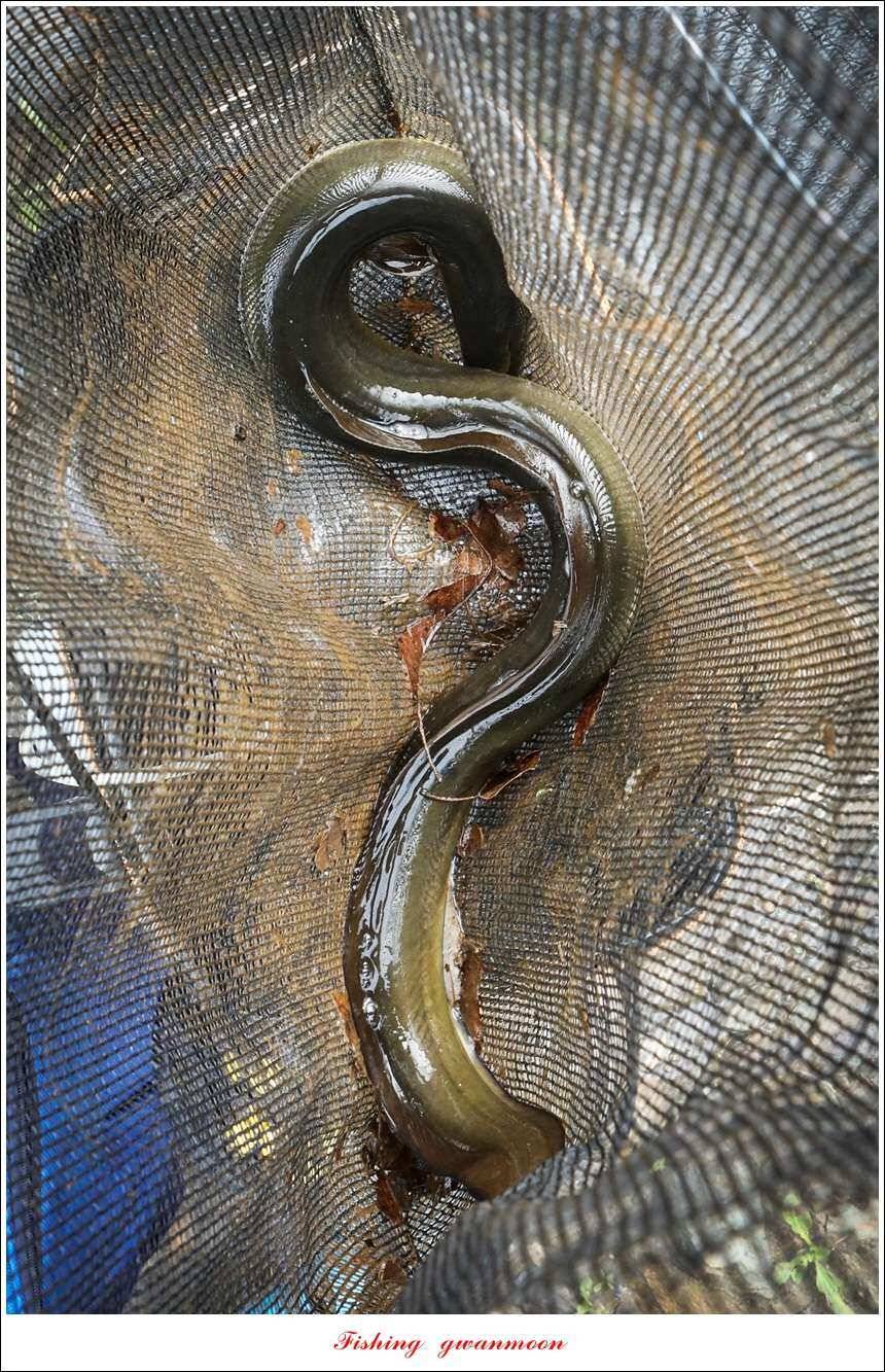 신매늘푸른실리곡 조황 (조황조행기 - 특파원조황)