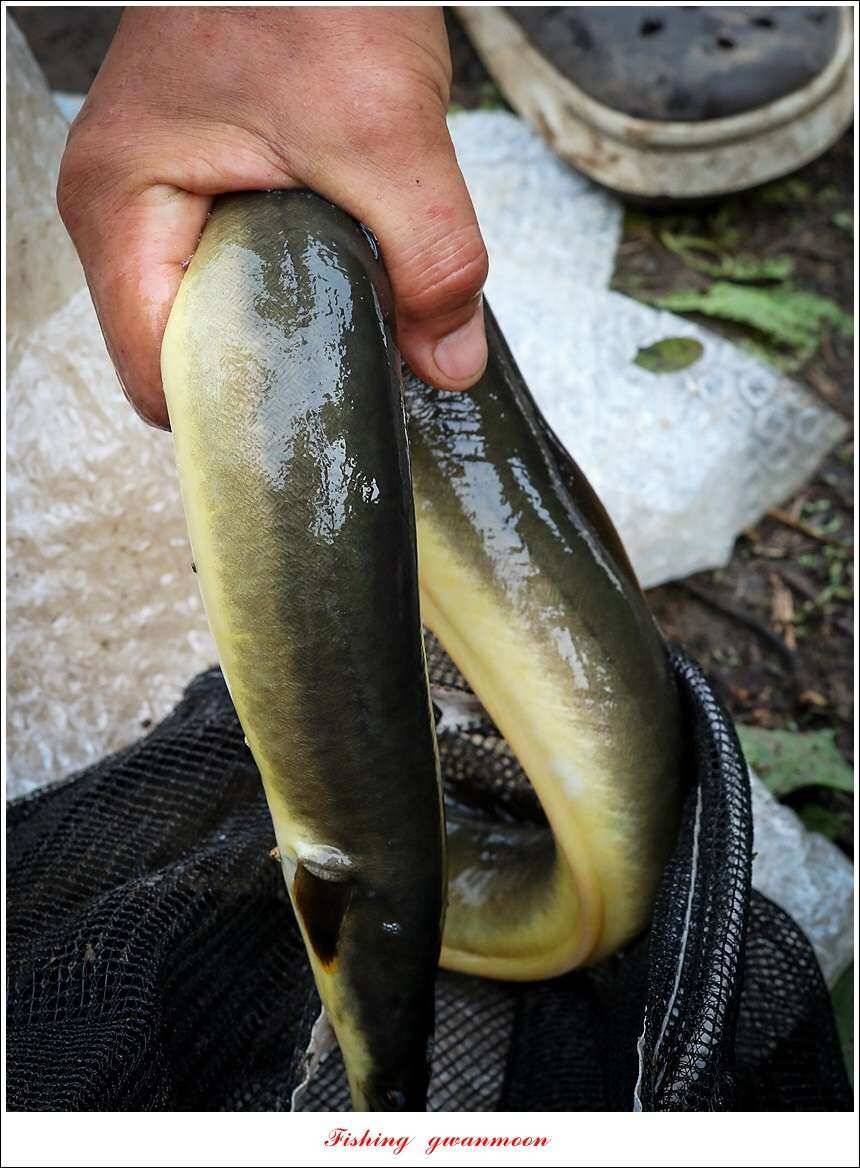 신매늘푸른실리곡 조황 (조황조행기 - 특파원조황)