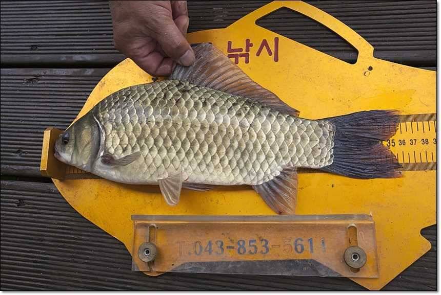 신매 사짜돌감 사짜 (조황조행기 - 특파원조황)
