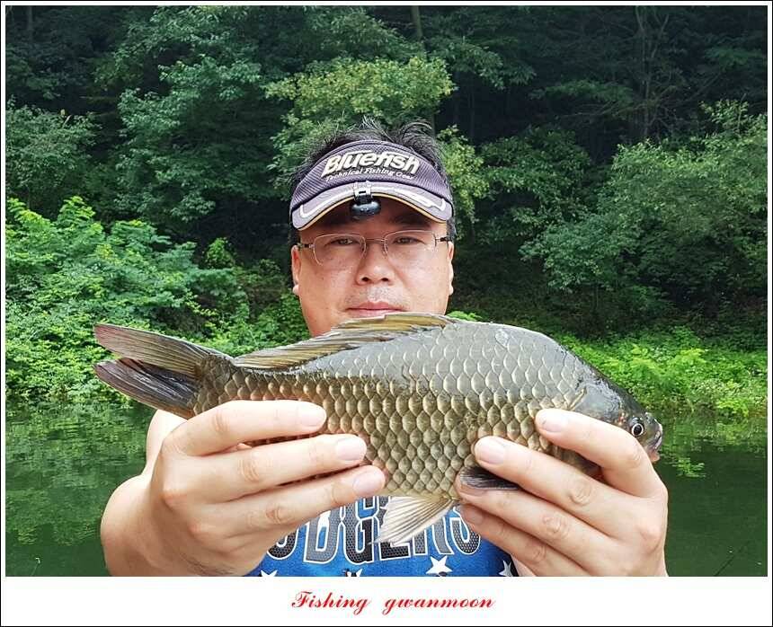 신매늘푸른실리곡 조황 (조황조행기 - 특파원조황)