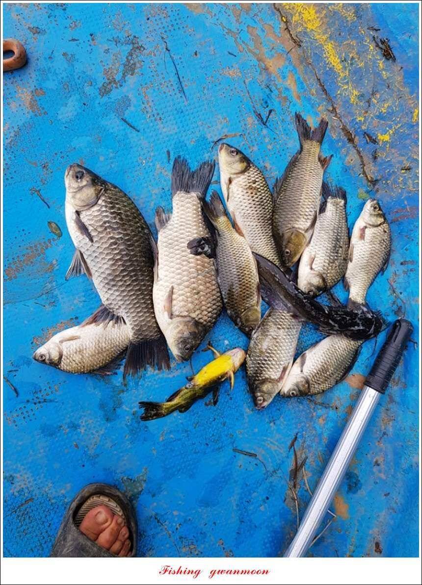 신매늘푸른실리곡 조황 (조황조행기 - 특파원조황)