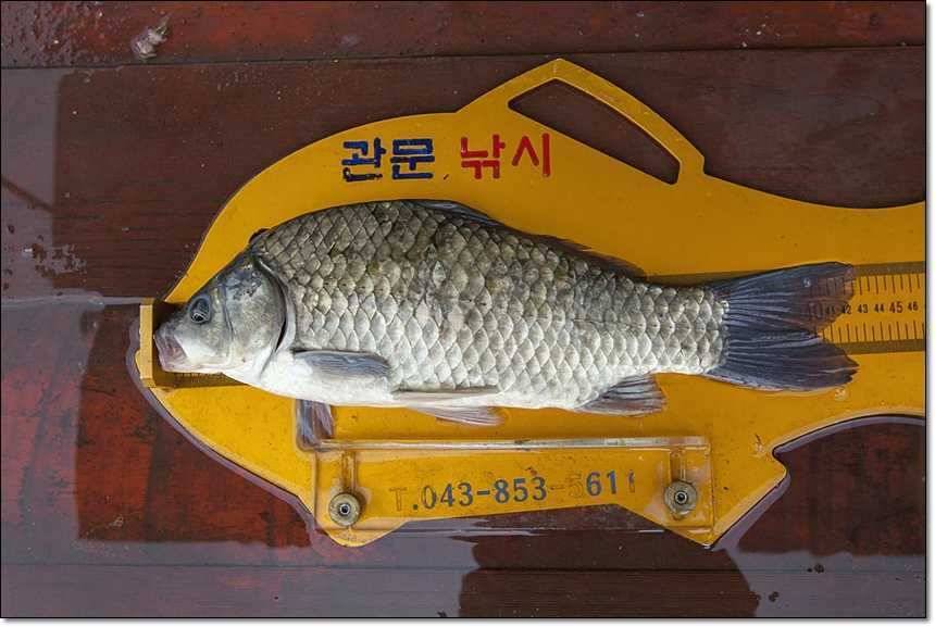 솔 병호 돌감 주말조황 (조황조행기 - 특파원조황)