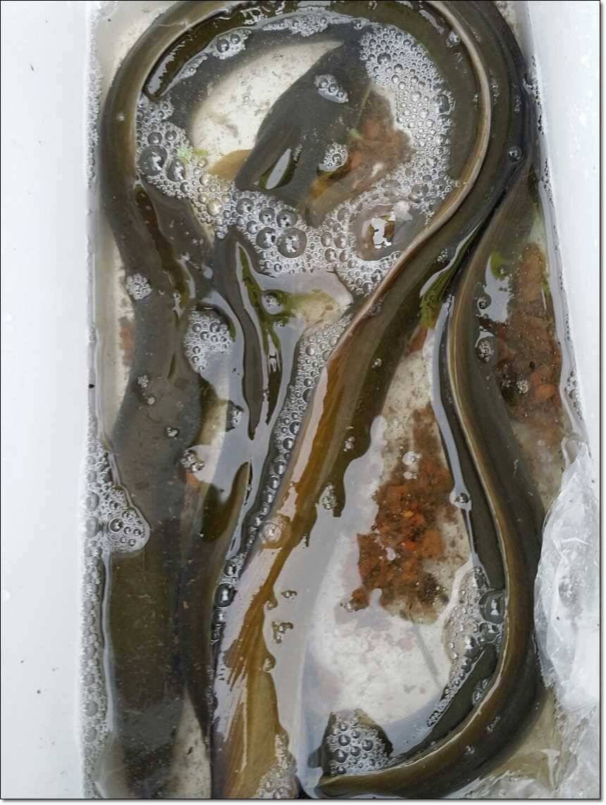늘푸른 월척칠성지 월척 (조황조행기 - 특파원조황)