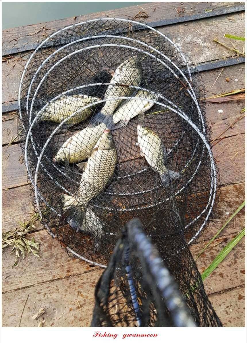 신매늘푸른실리곡 조황 (조황조행기 - 특파원조황)