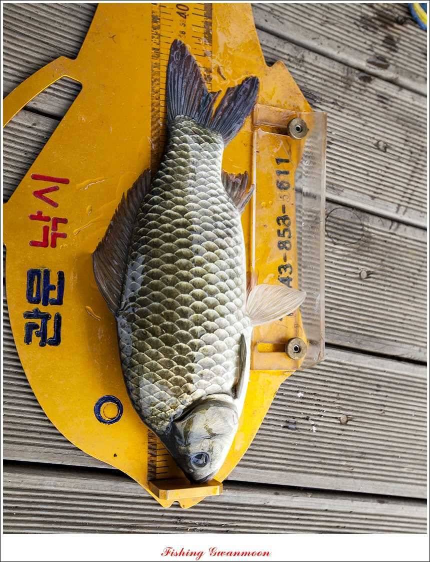 한버들 호조황화곡지 조황 (조황조행기 - 특파원조황)