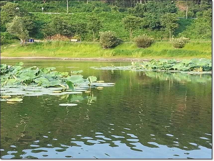 늘푸른 월척칠성지 월척 (조황조행기 - 특파원조황)