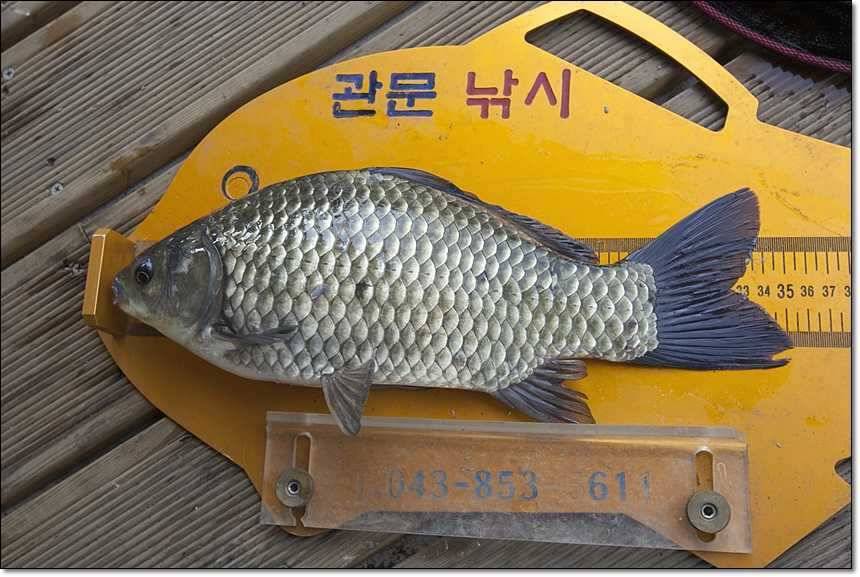 신매 사짜돌감 사짜 (조황조행기 - 특파원조황)
