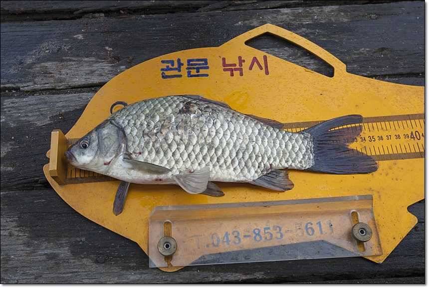 충주호칠성지 (조황조행기 - 특파원조황)