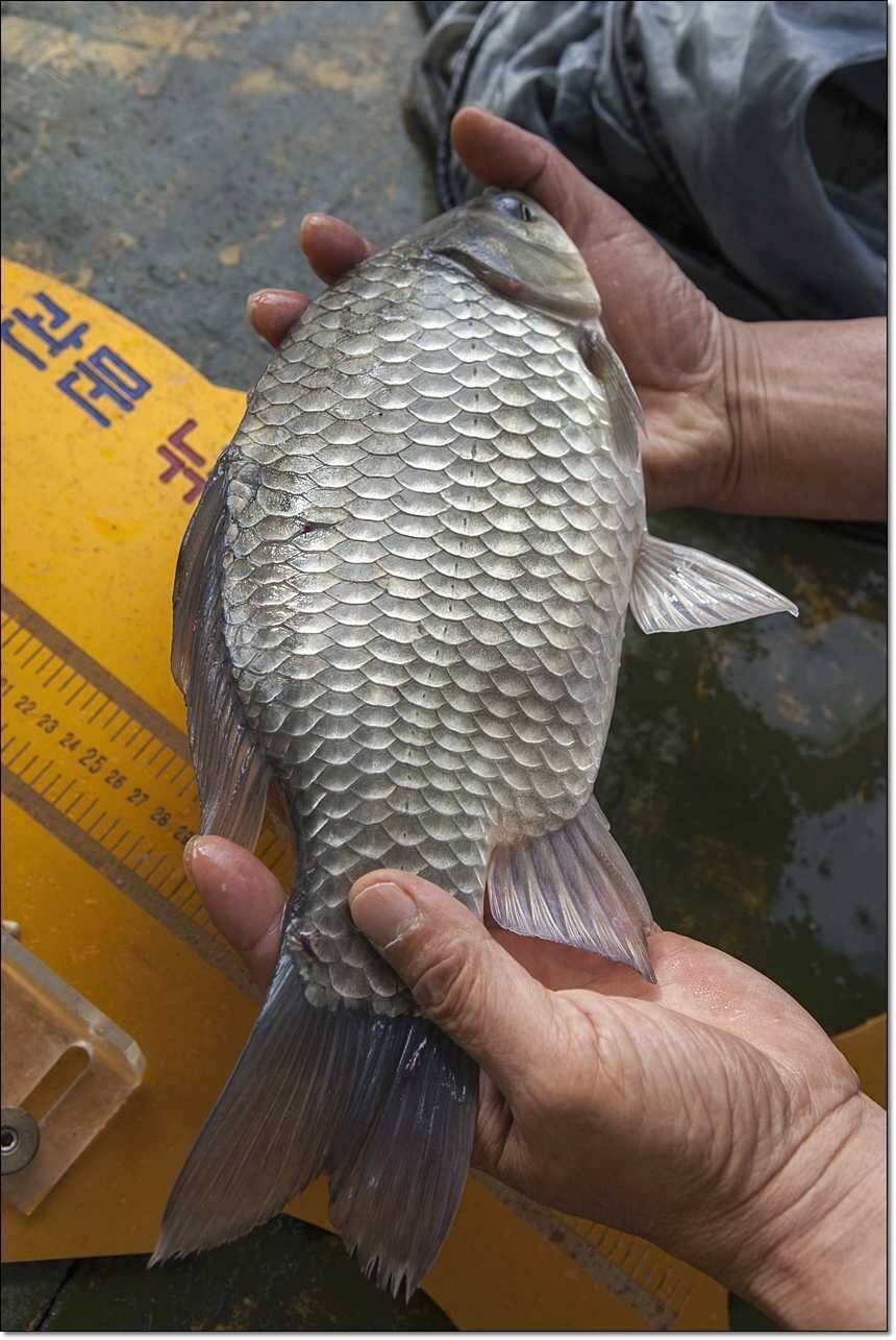 신매 사짜병호 월척한버들 월척 (조황조행기 - 특파원조황)