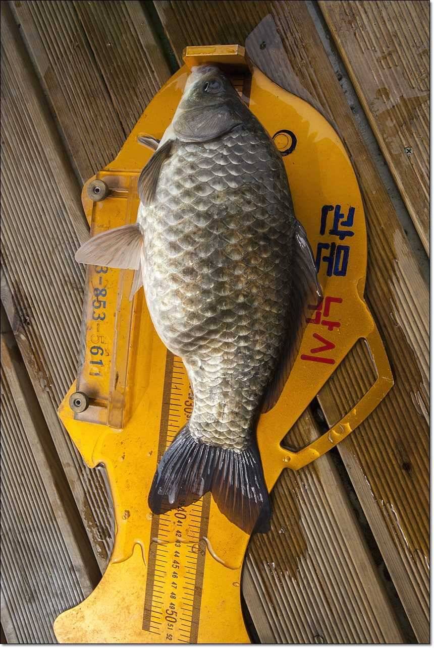 늘푸른 41 cm한버들 43 cm42cm돌감월척 (조황조행기 - 특파원조황)