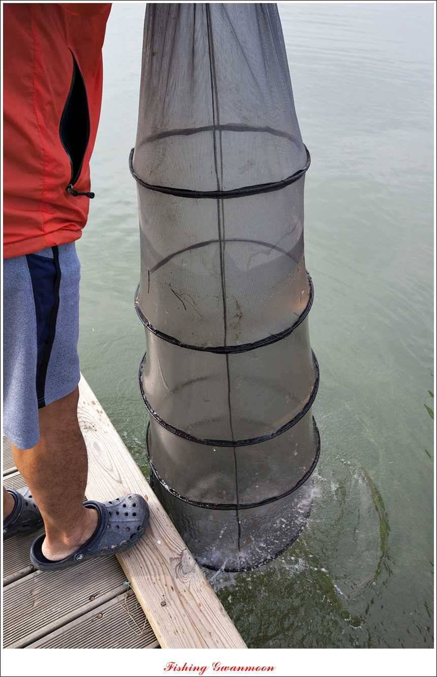 한버들돌감실리곡화곡지노지 조황 (조황조행기 - 특파원조황)