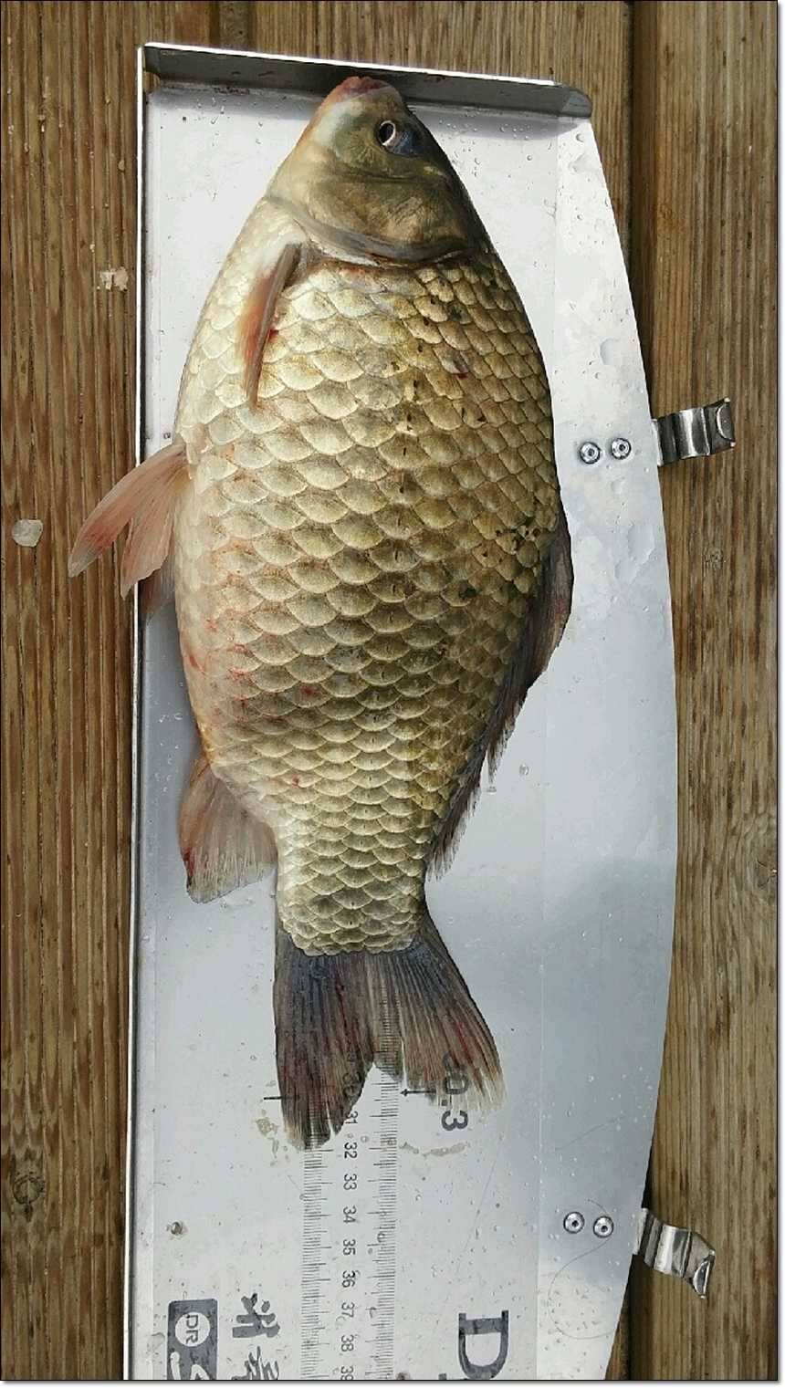 늘푸른 41 cm한버들 43 cm42cm돌감월척 (조황조행기 - 특파원조황)