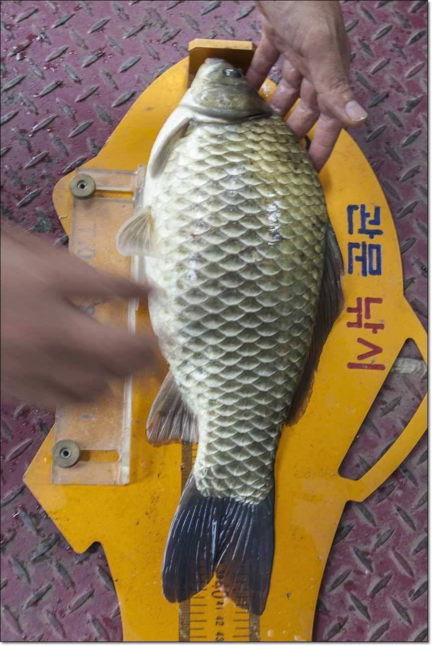 연론리 돌감 425cm병호 415cm늘푸른 키로장어소류지 사짜 (조황조행기 - 특파원조황)