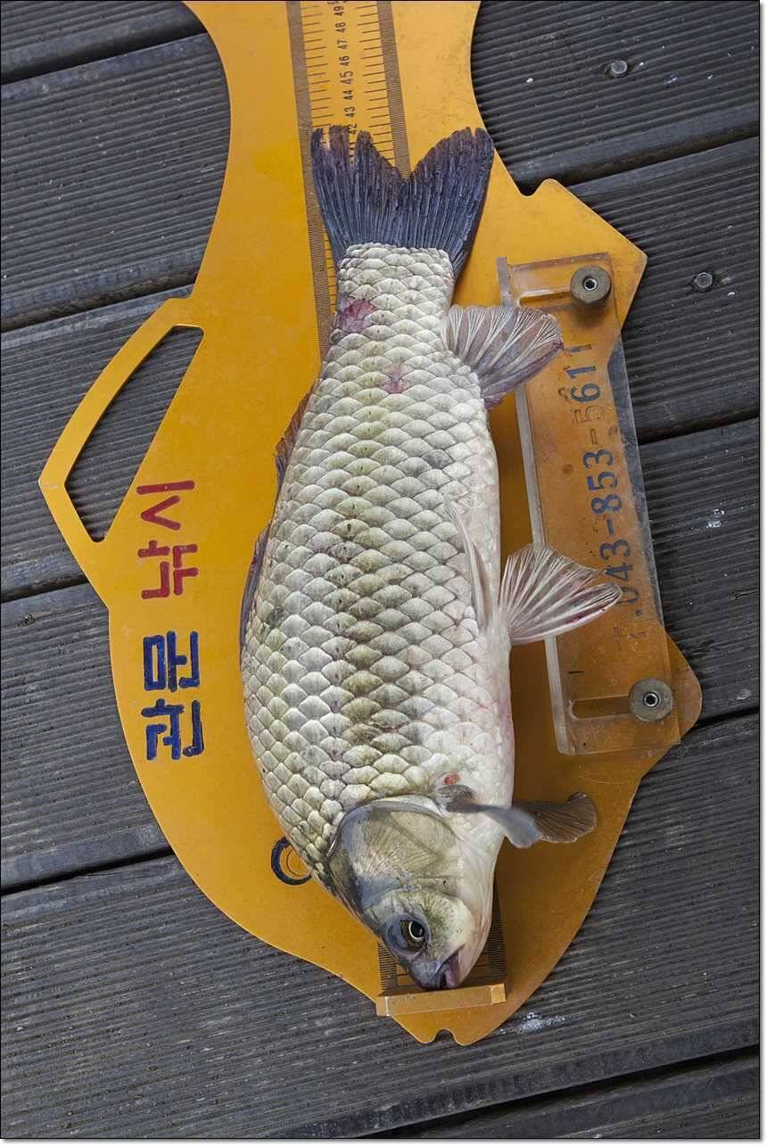 늘푸른 41 cm한버들 43 cm42cm돌감월척 (조황조행기 - 특파원조황)