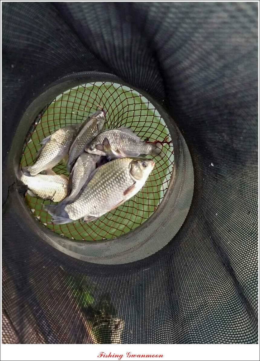 한버들돌감실리곡화곡지노지 조황 (조황조행기 - 특파원조황)