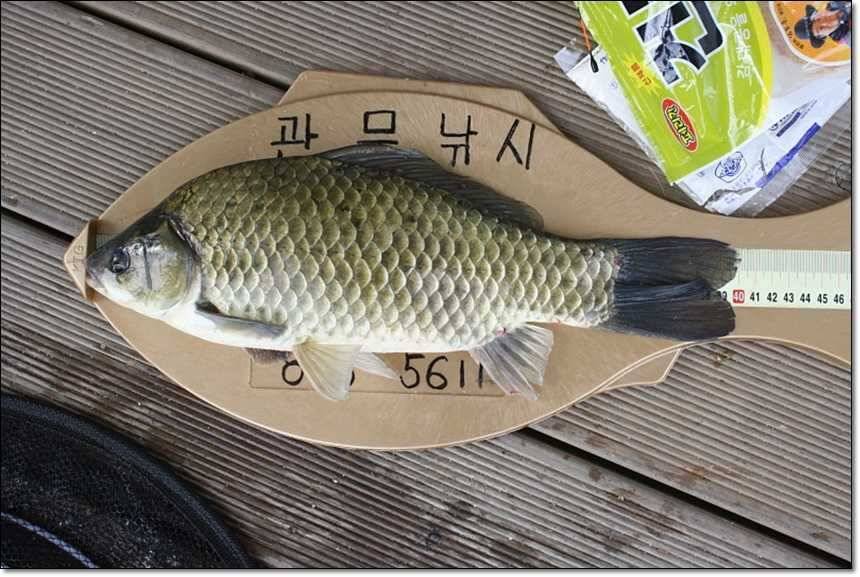 충주호 대물 행진 (조황조행기 - 특파원조황)