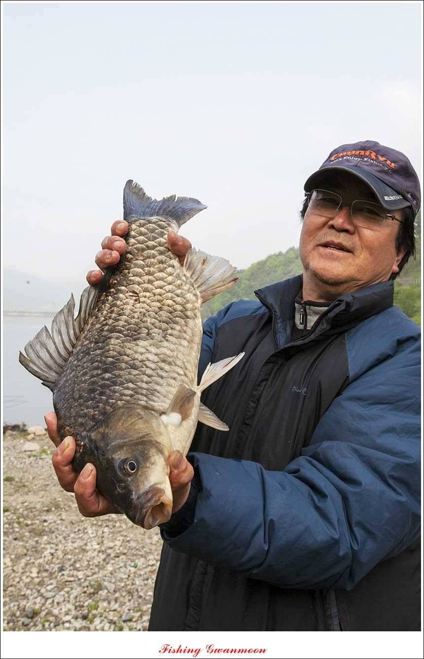 추평지 52 cm 대물한버들 월척화곡지 사짜칠성지 대박 (조황조행기 - 특파원조황)