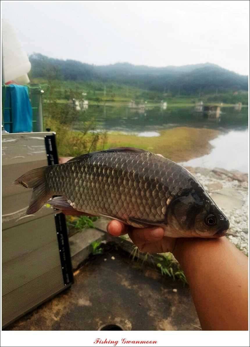 한버들돌감실리곡화곡지노지 조황 (조황조행기 - 특파원조황)