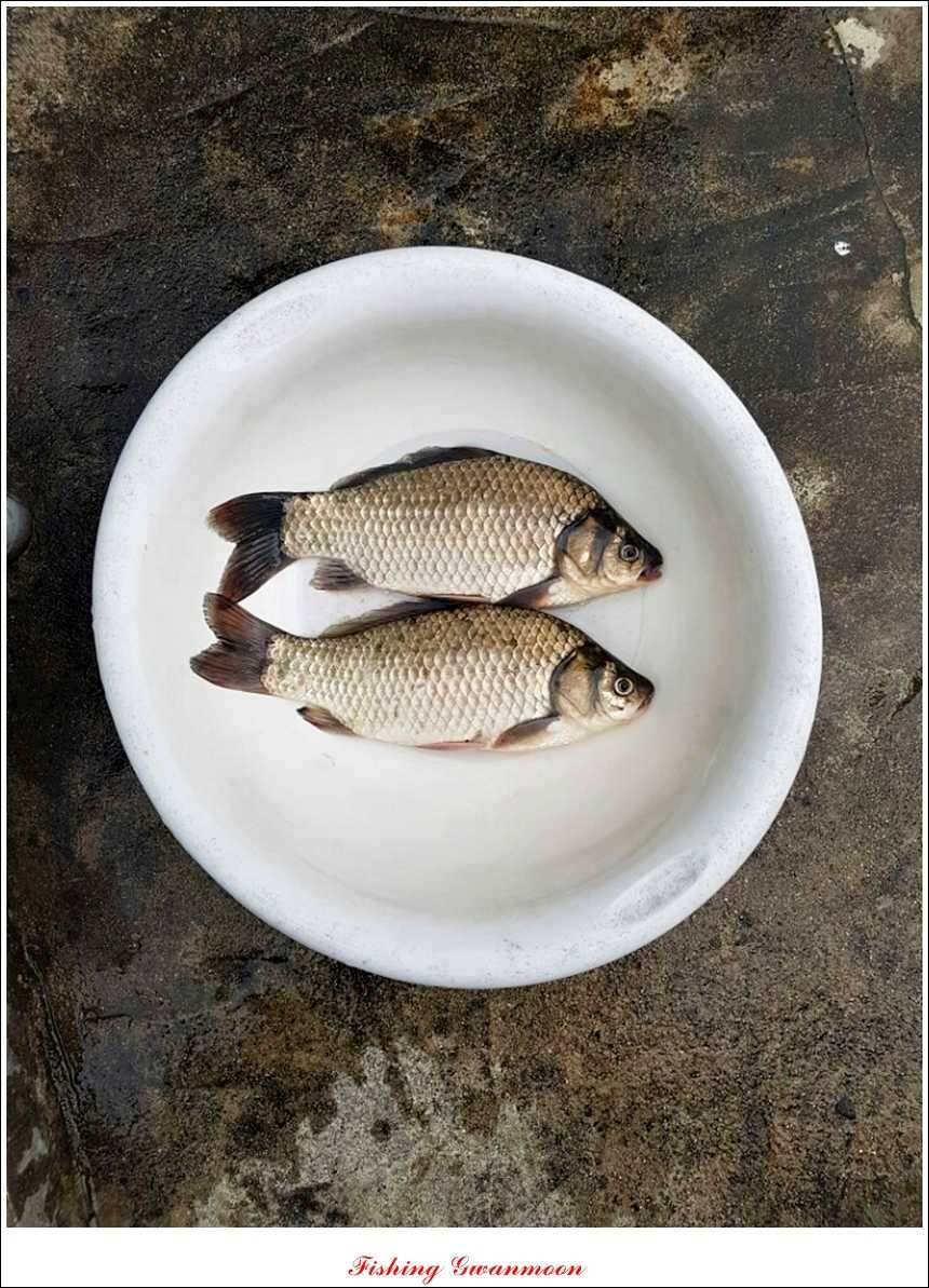 한버들돌감실리곡화곡지노지 조황 (조황조행기 - 특파원조황)