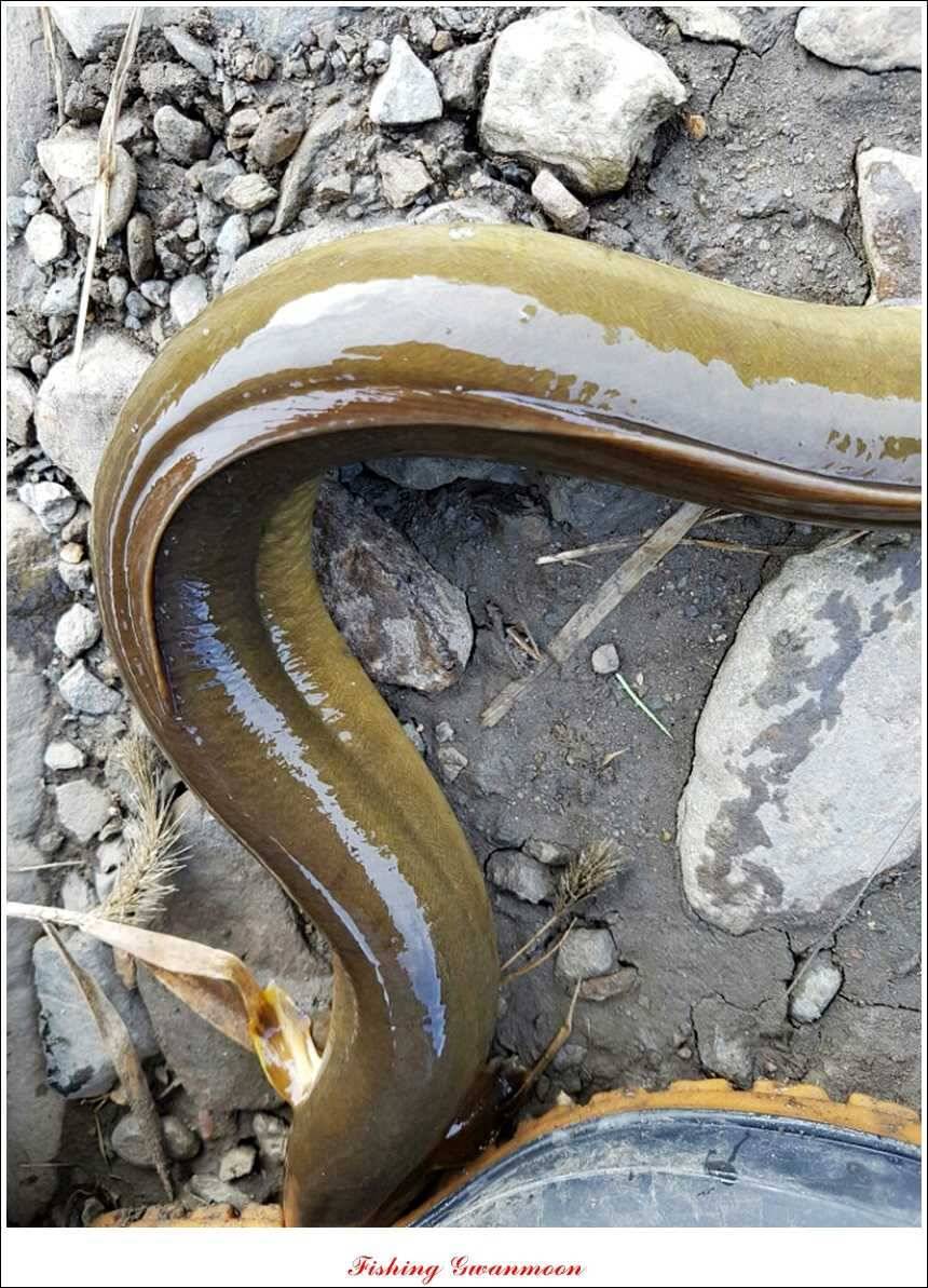 늘푸른 장어돌감 월척한버들 마릿수 조황 (조황조행기 - 특파원조황)