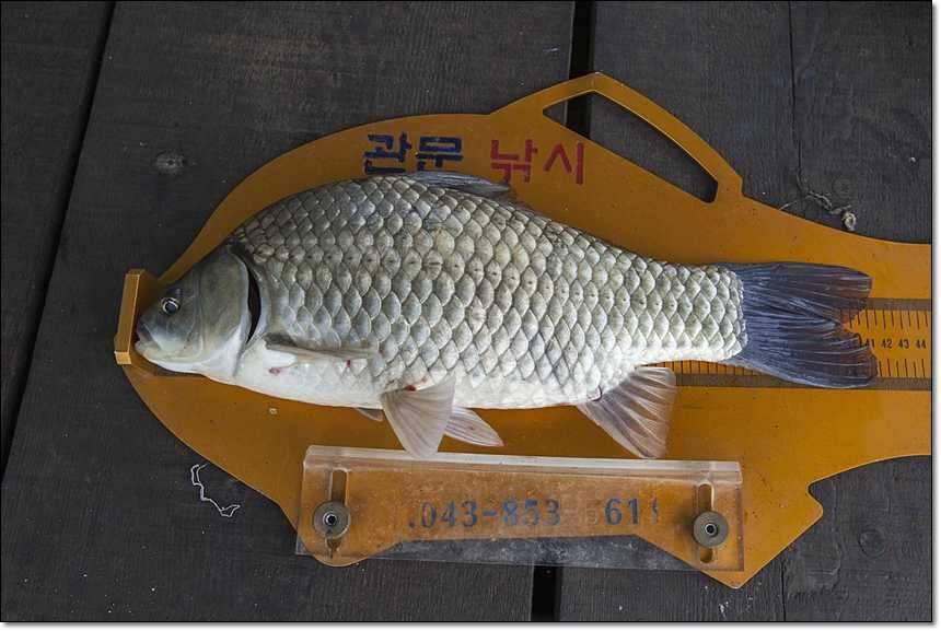 충주호 대물 행진 (조황조행기 - 특파원조황)