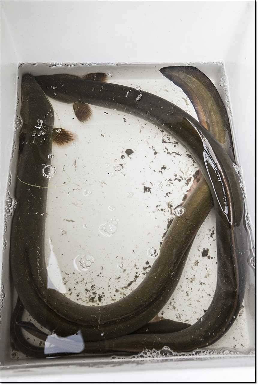 연론리 돌감 425cm병호 415cm늘푸른 키로장어소류지 사짜 (조황조행기 - 특파원조황)