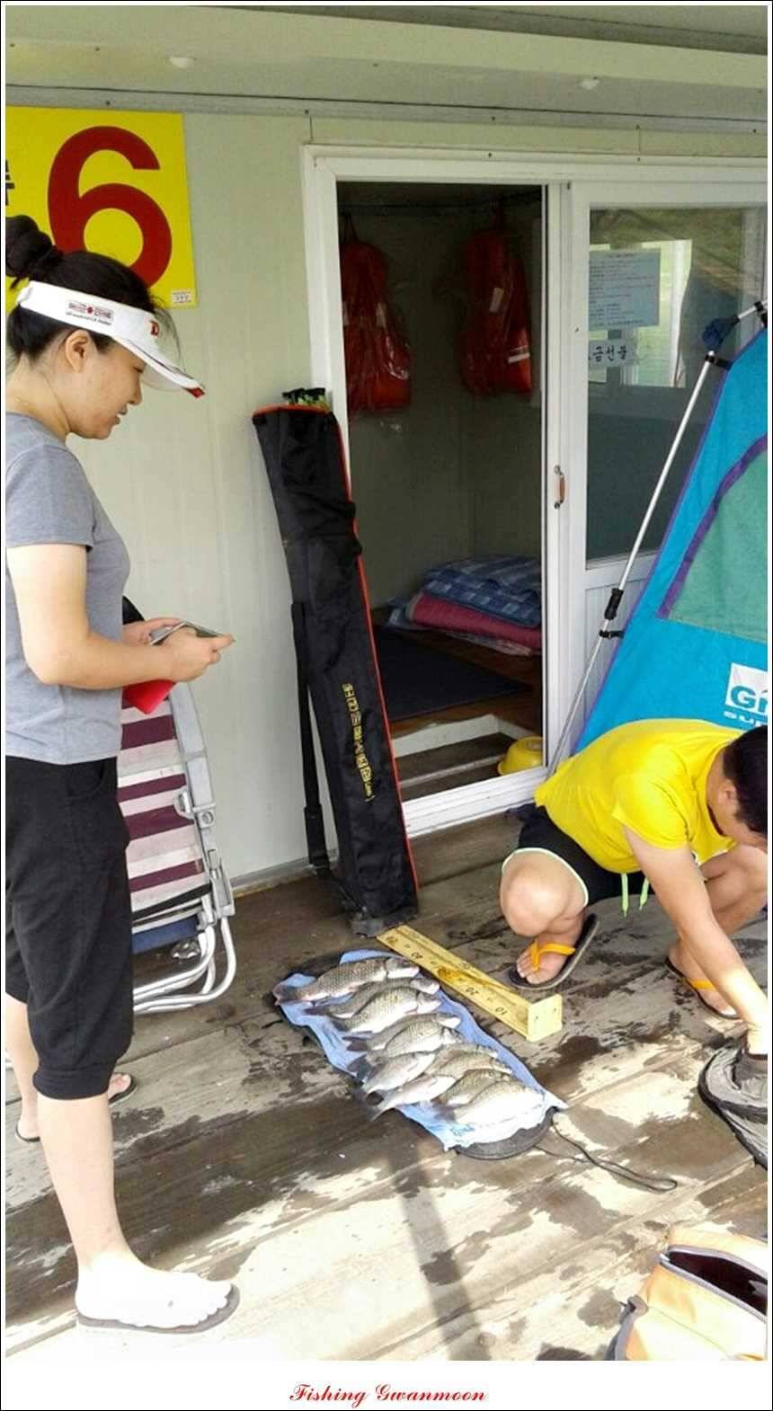한버들돌감실리곡화곡지노지 조황 (조황조행기 - 특파원조황)