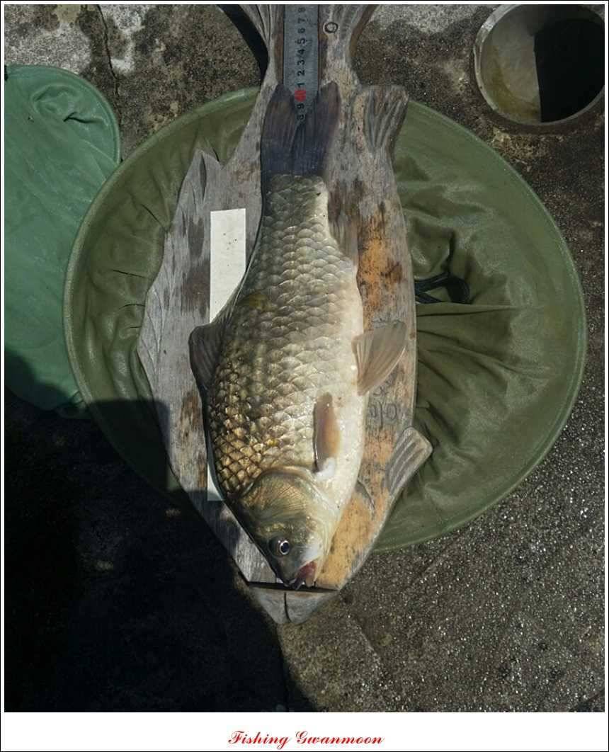 추평지 52 cm 대물한버들 월척화곡지 사짜칠성지 대박 (조황조행기 - 특파원조황)