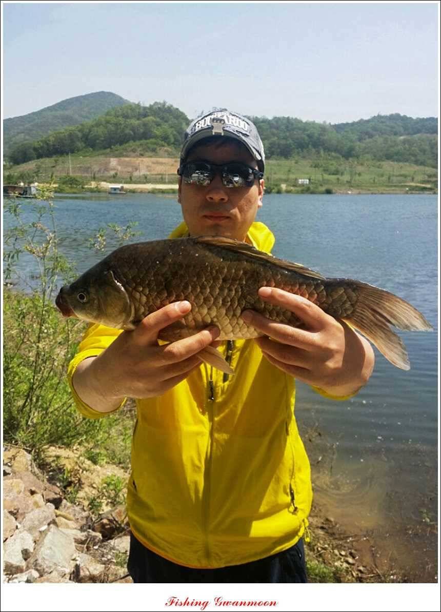 추평지 52 cm 대물한버들 월척화곡지 사짜칠성지 대박 (조황조행기 - 특파원조황)