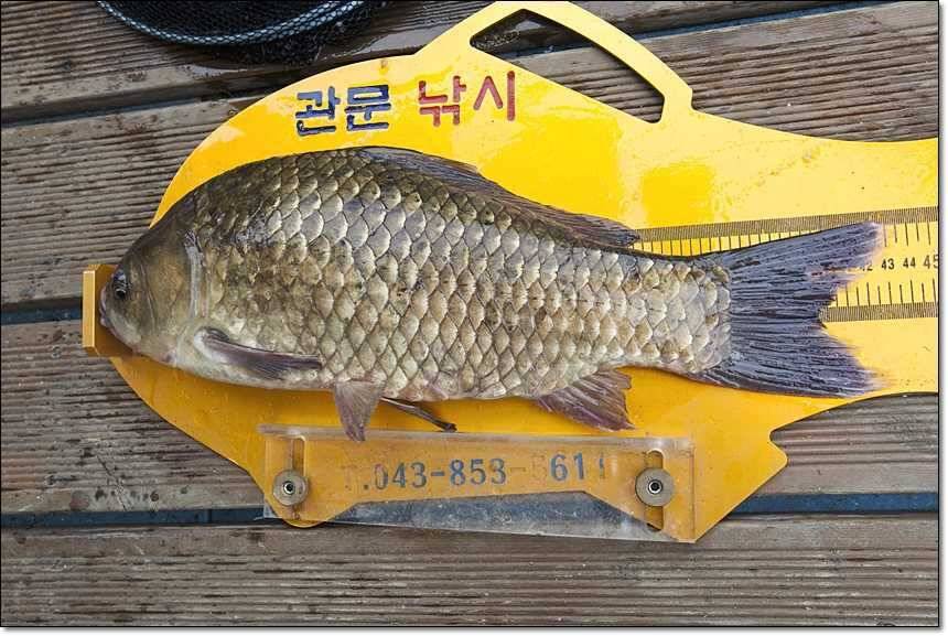 충주호 대물 행진 (조황조행기 - 특파원조황)